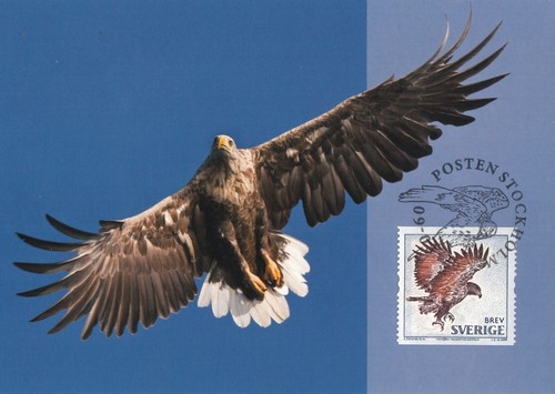 White tailed sea eagle - white-tailed,