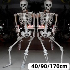 170cm poseable skeleton - 40-170cm,