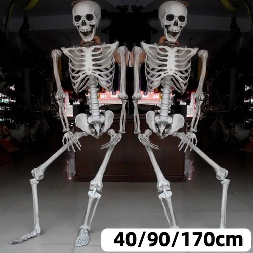 170cm poseable skeleton - 40-170cm,