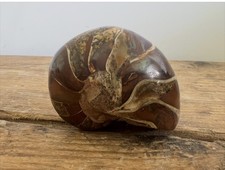Nautilus fossil marine - fossil,