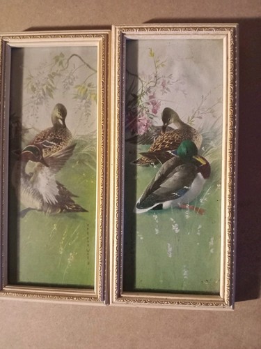 Old mallards prints vernon