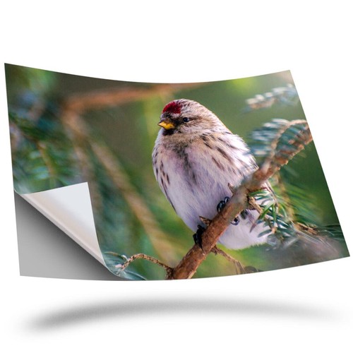 Vinyl sticker redpoll - x,