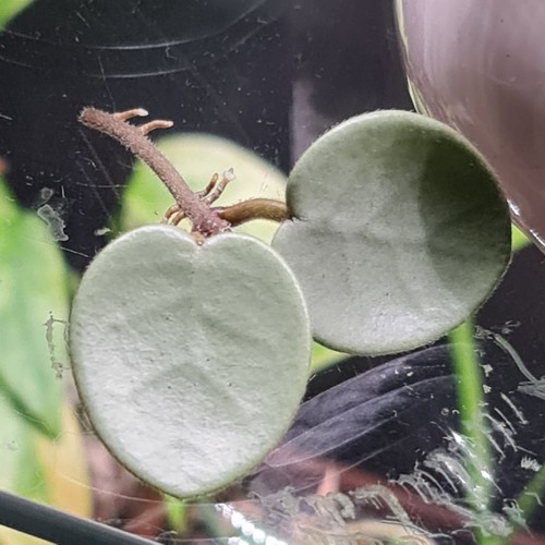 Hoya mathilde grey fairy - hoya, 2