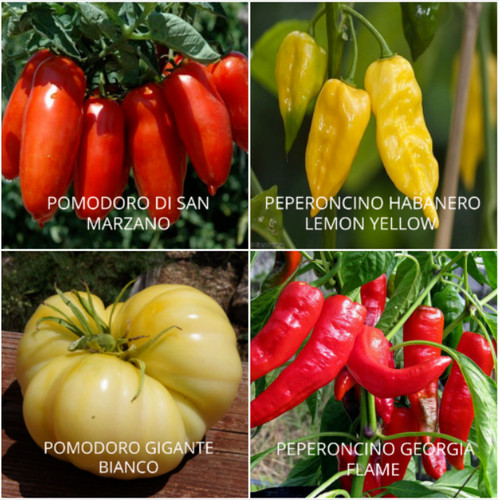 120 seeds tomatoes and - of,