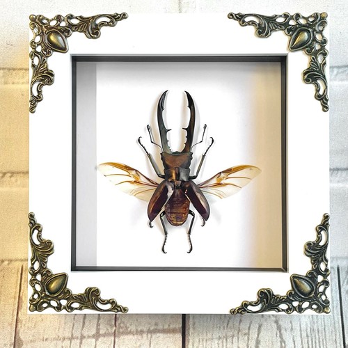 Golden stag beetle cyclommatus - stag,