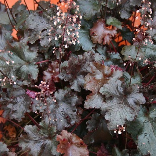 Heuchera black beauty x5 - ‘black, beauty’