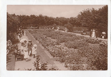 Vintage RP Postcard - Rose Garden , South Cliff , Scarborough , North Yorkshire