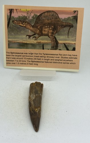 Spinosaurus tooth dinosaur - tooth,