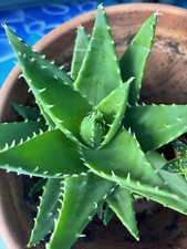 1 x Mitre  Aloe Vera Plant young Pups