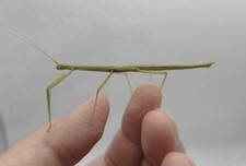 Carausius morosus Indian Stick Insect Grow your Own Please Read Description