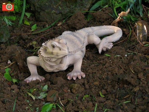 Bearded dragon lizard vivid - lizard,