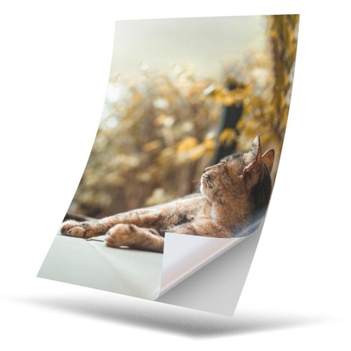 Vinyl sticker - 1,