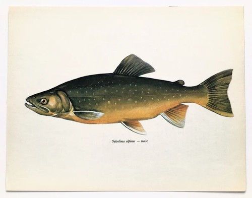 American brook trout vintage - american,