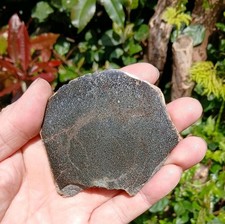 Fossil Plesiosaur Bone