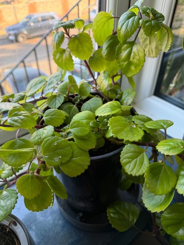 Green swedish ivy - green,
