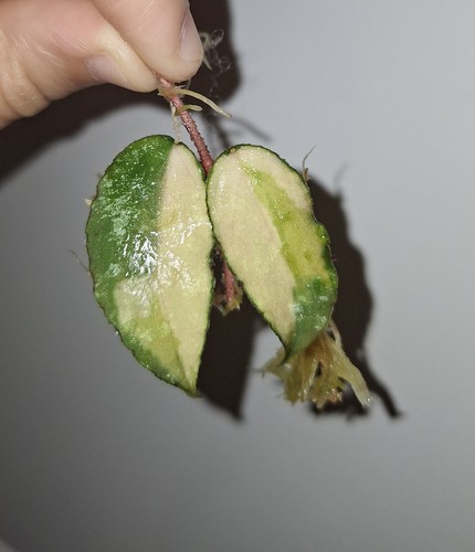 Hoya caudata inner variegated