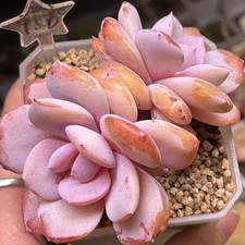 Exact Plant, Echeveria Double
