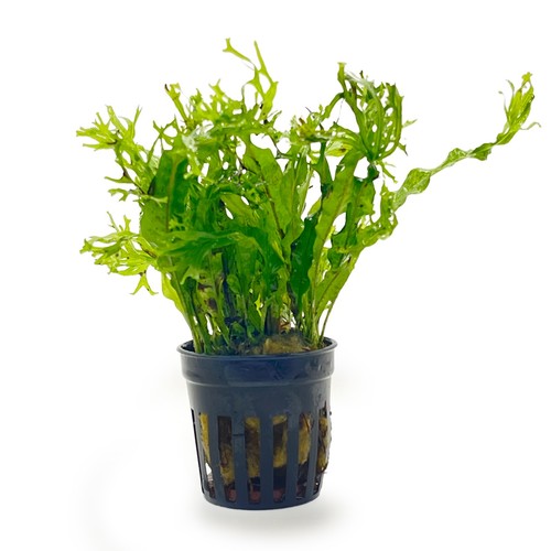 Java fern windelov - fern, –
