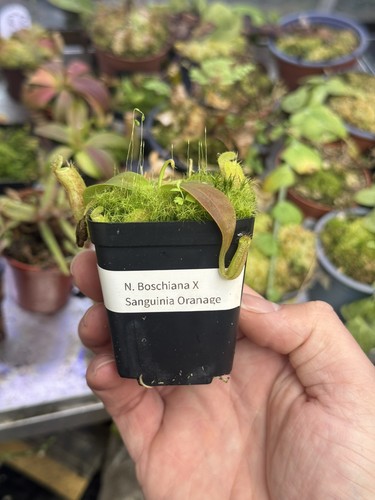 Nepenthes boschina sanguinea - x,