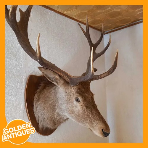 Large red deer - large,
