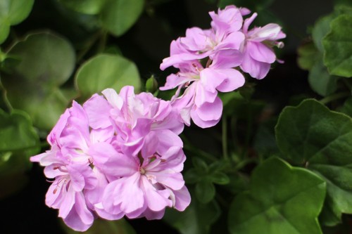Pelargonium lakeland ivy - lakeland,