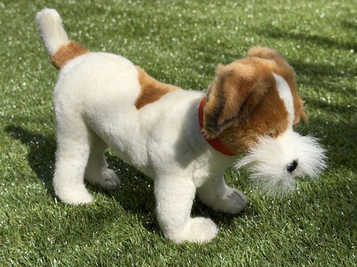 Hansa jack russell terrier dog - jack,