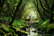 STAG WOODLAND FOREST TREES CANVAS PICTURE PRINT WALL ART