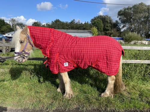 Horsemasters stable horse - horsemasters,