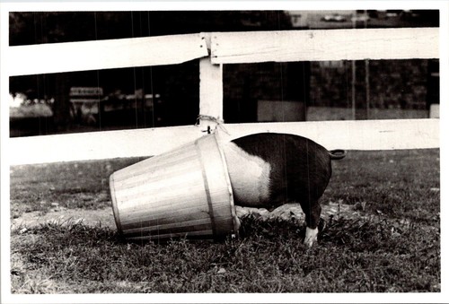 Pig bucket mark - a, chester