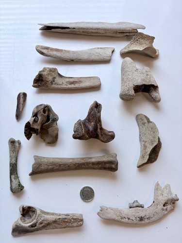 Animal bones taxidermy - taxidermy, curio