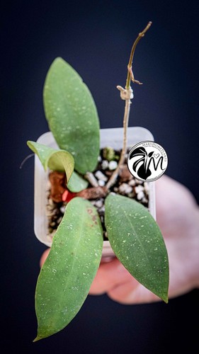 Hoya padangensis - hoya,