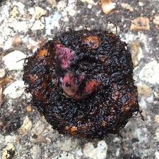 Six Orange Begonias (Corms to