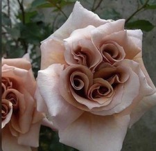 JAPANESE ROSE LATTE ART BARE ROOT GARDEN ROSE,PERNNIAL PLANTS 