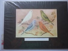 Border canaries mounted - canaries,,