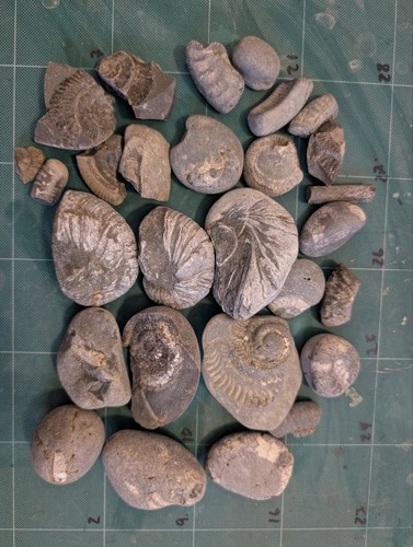 Mixed fossil lot north - fossil,