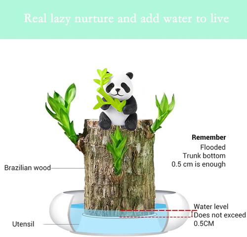 Brazilian wood plant - brazilian,