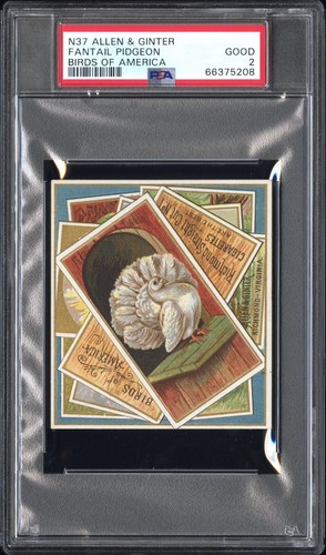 Fantail pigeon 1890 n37 allen - 1890,