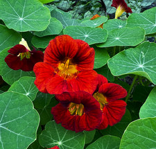 Nasturtium Whirlybird 6 plug