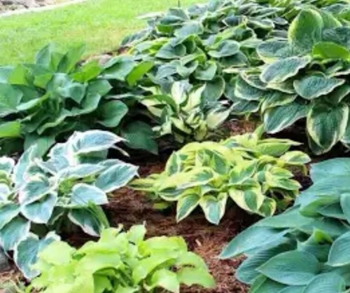 Hostas random mix but - hostas, will