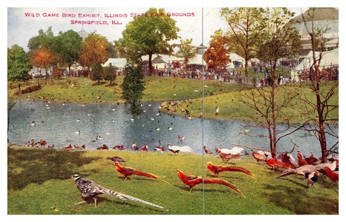 Springfield game bird - il,
