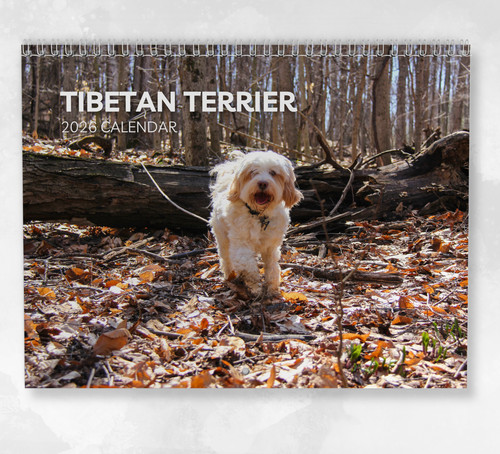 Tibetan terrier calendar 2026 - tibetan,