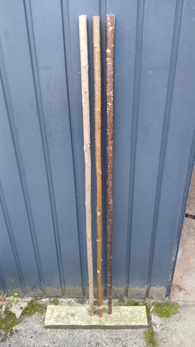 Hazel walking stick shanks - walking,