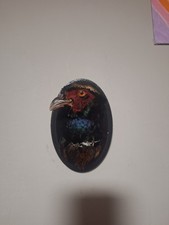 Pheasant Taxidermy ( Phasianus