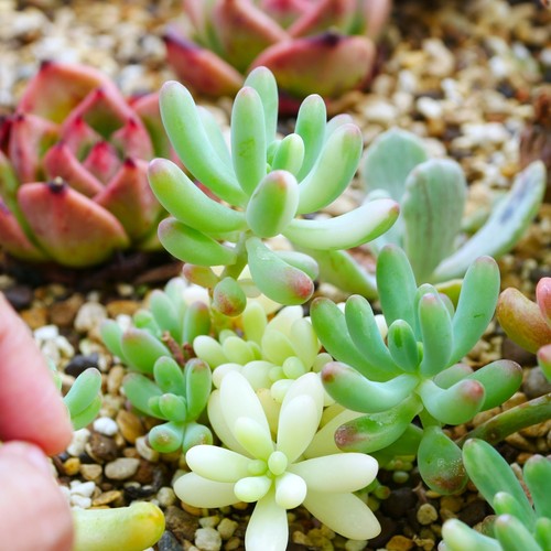 Exact plant sedum - exact, –