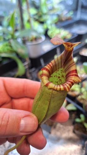 Nepenthes sibuyanensis - sibuyanensis, x