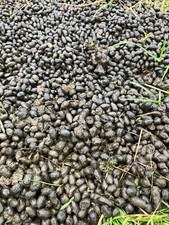 Alpaca  Natural Manure Poo