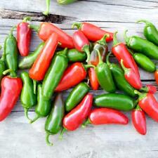 Chilli Jalapeno Seeds - 33 Fresh Spicy Chilli Seeds