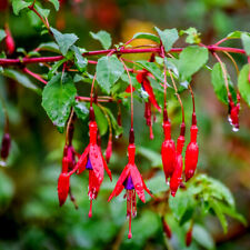 Hardy Fuchsia 'Fuchsia