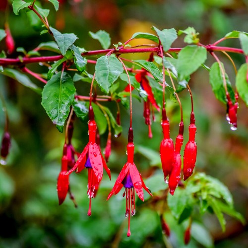Hardy fuchsia - hardy, 'fuchsia