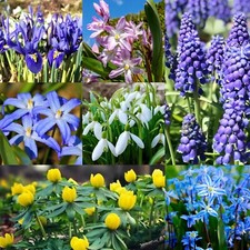 Early Spring Flowering Bulbs